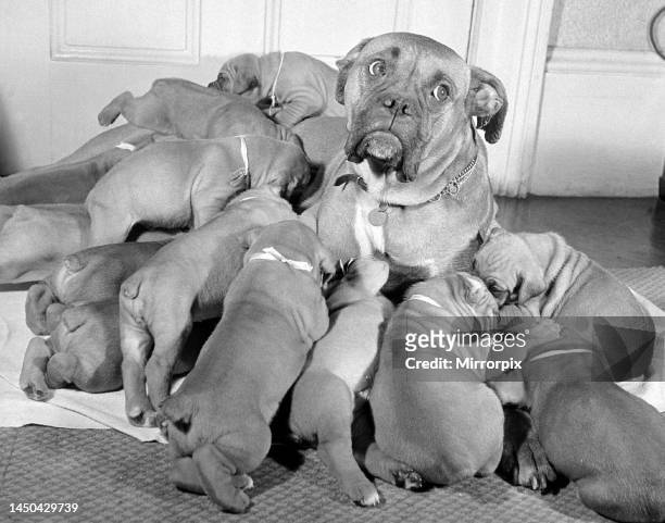 Hungry Boxer puppies push and jostle around mum, but she can only feed seven of the fourteen of her litter. May 1956.