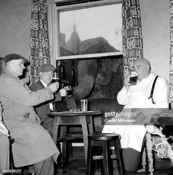 Elephant Jumbo pops in for a pint at the Westgate Hotel in Halifax. Here is is pictures looking in through the window. 28th October 1956.