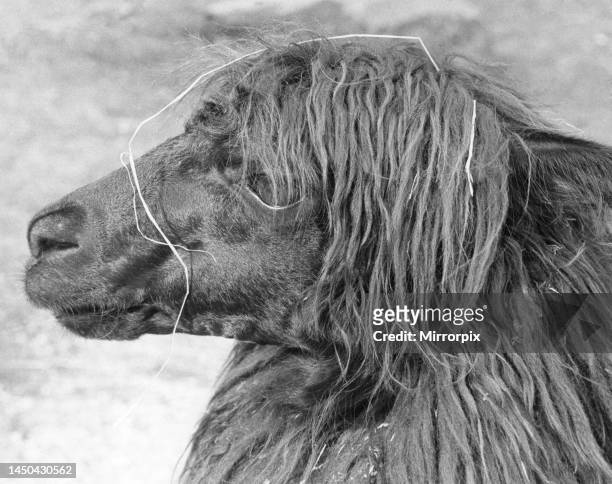 New arrival to Bristol Zoo is the alpaca from South America who finds the English weather plays havoc with a hairstyle. 27th July 1966.