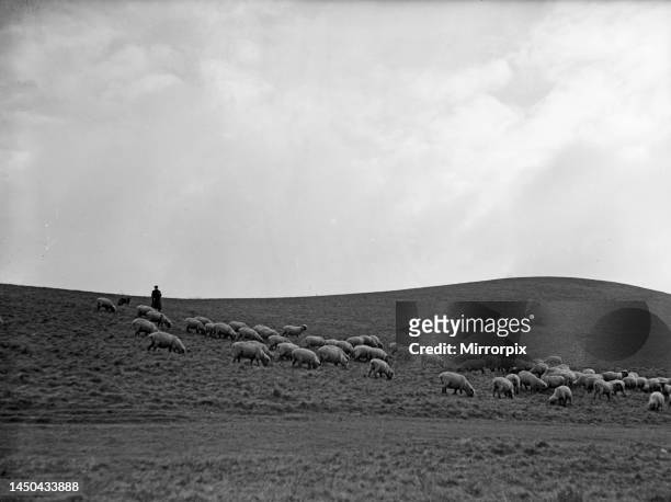 Shepherd with his flock in the Cumbrian hills. Circa 1935.