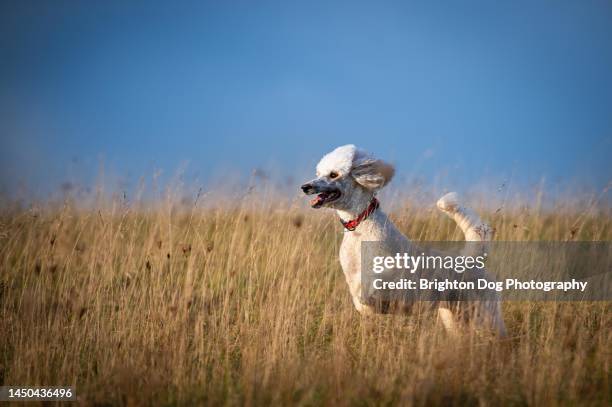 a poodle dog in an autumnal park setting - pure bred dog stock pictures, royalty-free photos & images