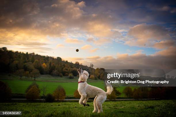 a poodle dog in an autumnal park setting - pure bred dog stock pictures, royalty-free photos & images