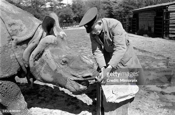 Mohan the rhino at London Zoo who eats a loaf of bread a day which is specially baked for him. Mohan being fed by keeper Bray. May 1950.