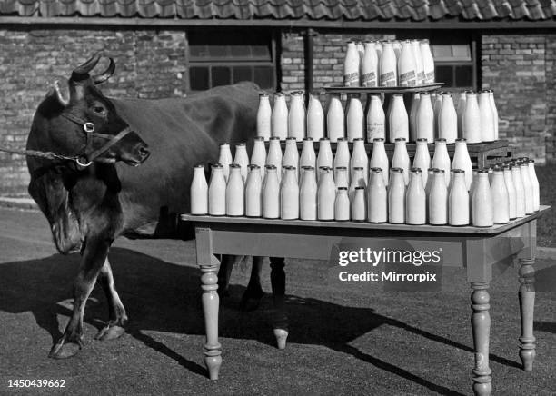 Year-old Jersey cow takes a look at her world record day's work, 95 pints of milk at Moor Farm, Middle Herrington, County Durham. March 1950.