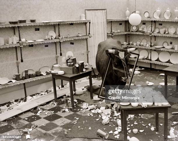 Bull in a china shop. July 1950.