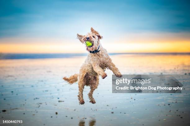 a labradoodle dog at a beach setting - labradoodle stock-fotos und bilder