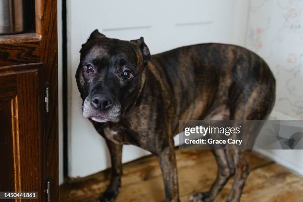 dog stands next to bedroom door - american bulldog stock pictures, royalty-free photos & images