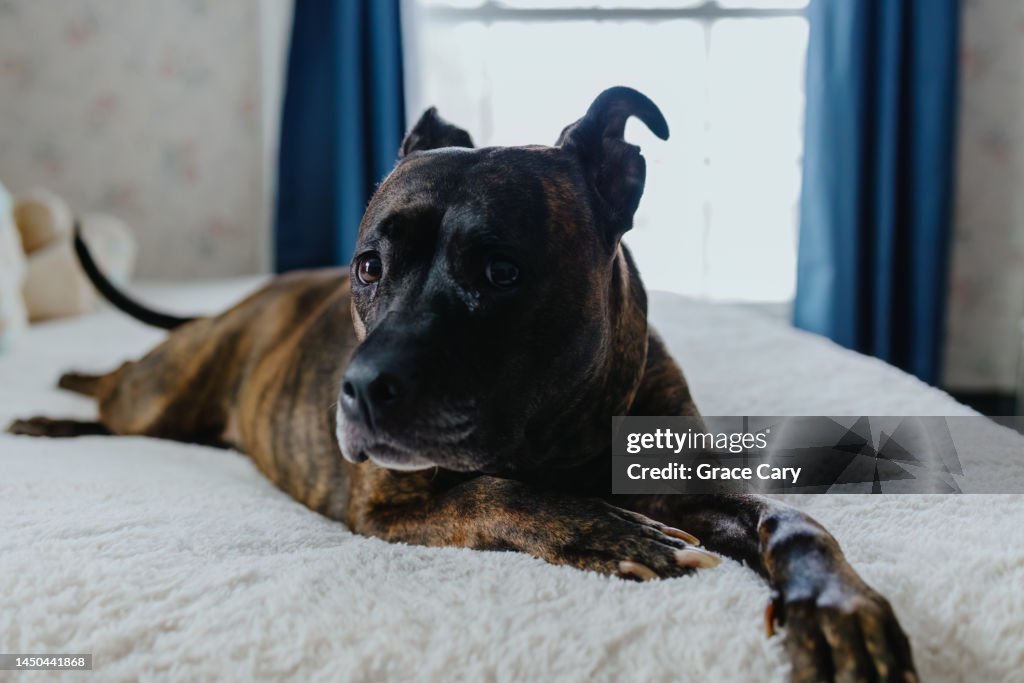 Dog Relaxes on Bed