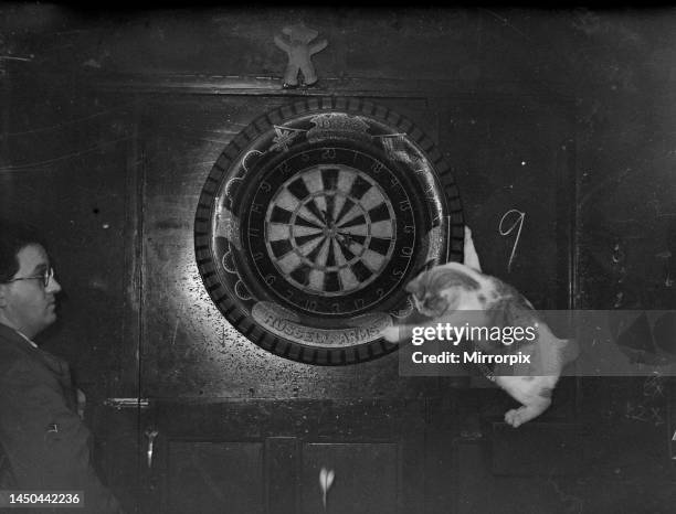 Pub cat at Russell Arms in Plymouth extracts darts from board with his paw and then catches them in his mouth. 1950.