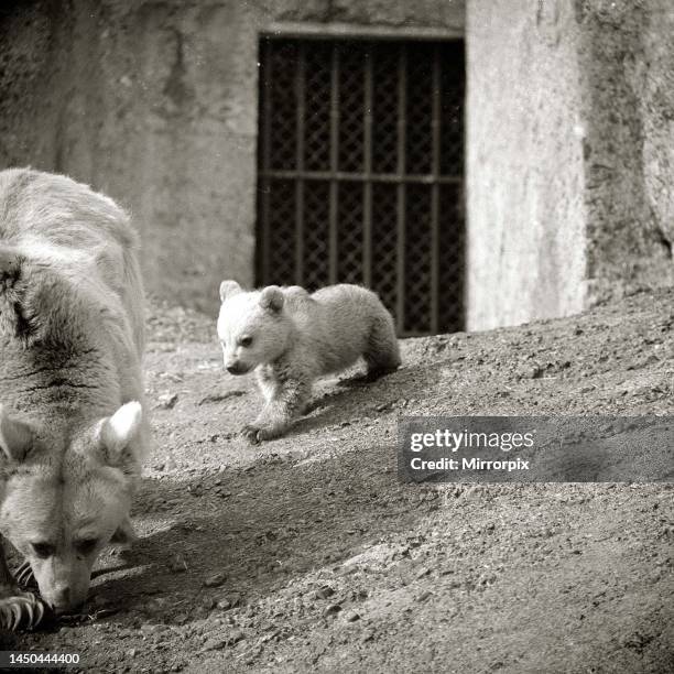 Polar bear and cub, Winnie and Anthony at London Zoo. .