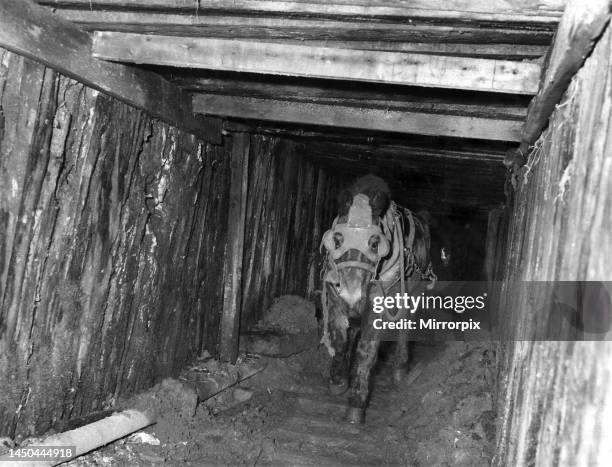 Blinkered to protect his eyes, a pony canters up the shaft towards daylight and green grass at the Knowetop Mine in Lanarkshire, Scotland. January...