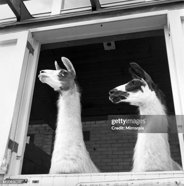 Llamas at Whipsnade Zoo. 1965.