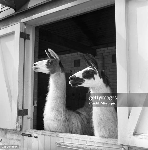 Llamas at Whipsnade Zoo. 1965.