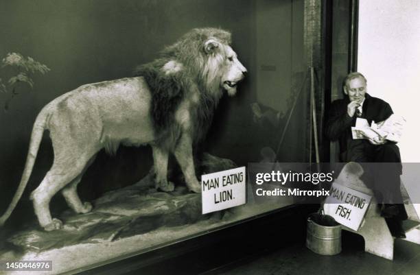 Lion in a glass cage watches man eating fish, circa 1960.