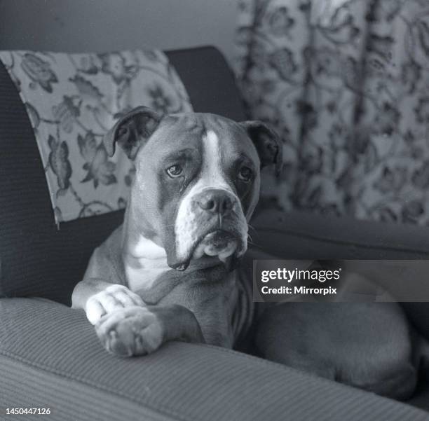 Butch the boxer dog asleep on sofa resting head on the armFebruary 1960.