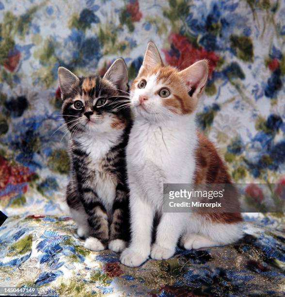 Two cats sat on a floral pattern. Circa 1960.