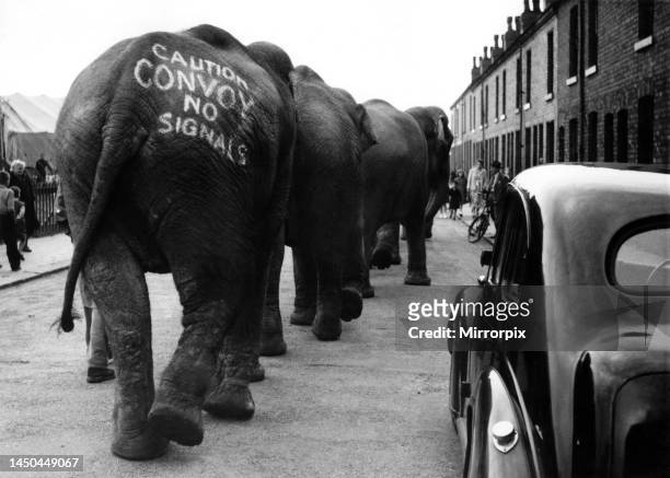 Herd of elephants marching up a street. Circa 1960.