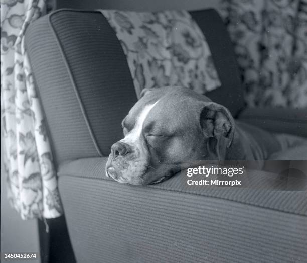 Butch the boxer dog asleep on sofa resting head on the armFebruary 1960.