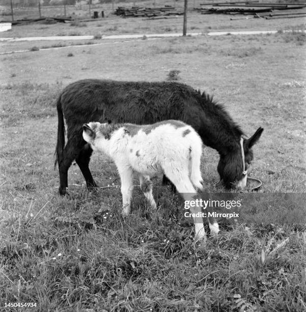 Four week old donkey foal seen here with mother. April 1961.