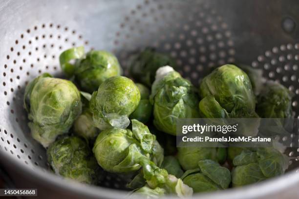 freshly harvested organically grown brussel sprouts from winter home garden - colander stock pictures, royalty-free photos & images