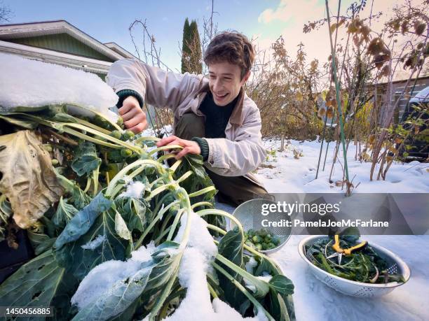 giovane sorridente che raccoglie cavoletti di bruxelles, orto biologico innevato del cortile - winter vegetables foto e immagini stock