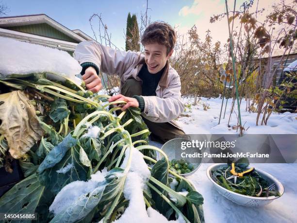 smiling young man picking brussels sprouts, snowy backyard organic garden - winter vegetables stock pictures, royalty-free photos & images