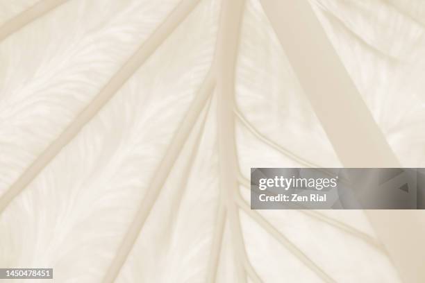 tropical leaf patterns with colors converted to cream and white - zen rial stock pictures, royalty-free photos & images