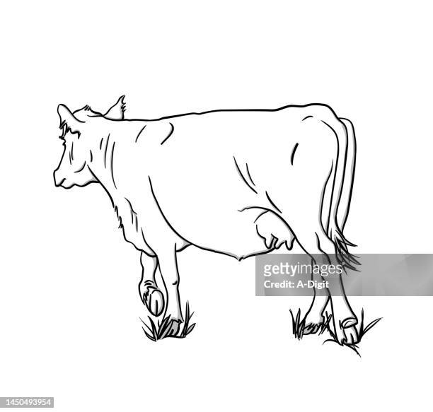cow in the grass sketch - cattle stock illustrations
