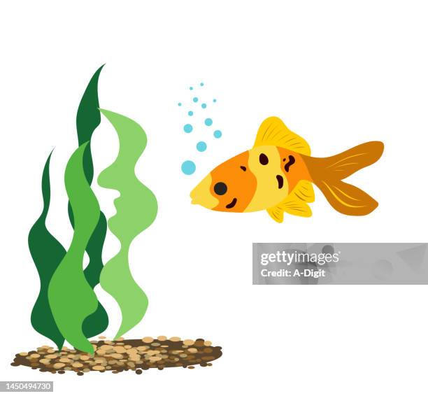 lucky little gold fish golden yellows - pebbles white background stock illustrations