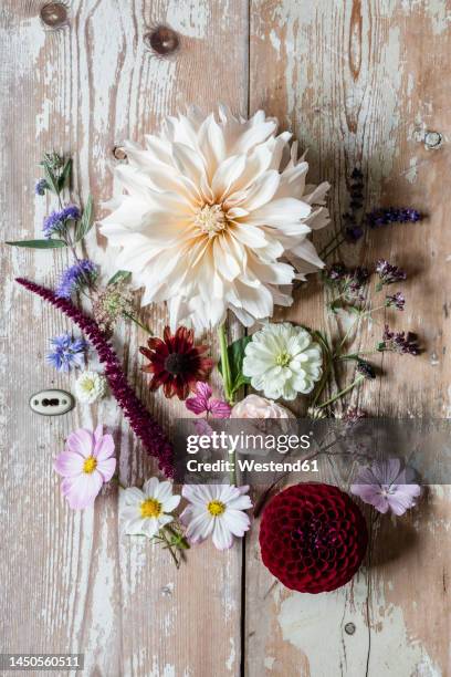 various flowers flat laid against wooden surface - black eyed susan vine stock pictures, royalty-free photos & images