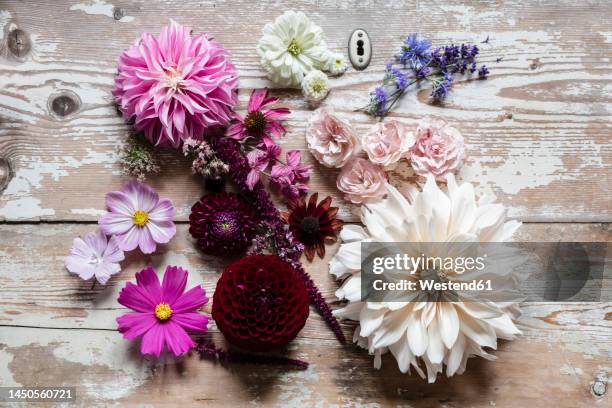 various flowers flat laid against wooden surface - chrysanthemum parthenium stock pictures, royalty-free photos & images