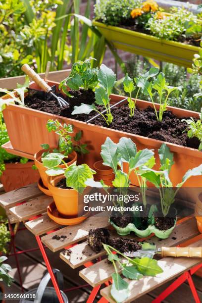 planting of vegetables in balcony garden - terracotta stock pictures, royalty-free photos & images
