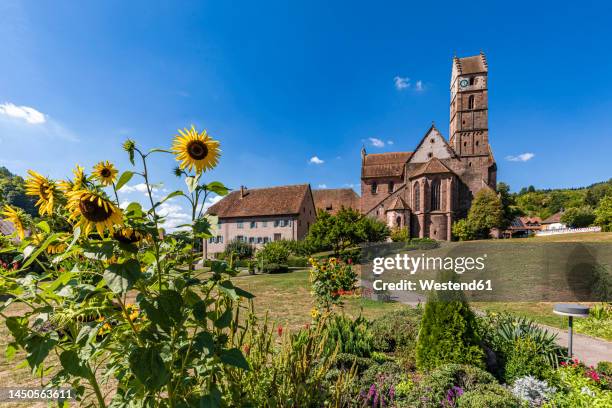 germany, baden-wurttemberg, alpirsbach, sunflowers blooming in garden in front of alpirsbach abbey - benedictine stock pictures, royalty-free photos & images