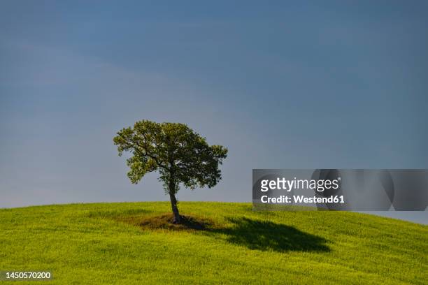 italy, tuscany, single mulberry tree growing on hill in summer - mulberry bush stock-fotos und bilder