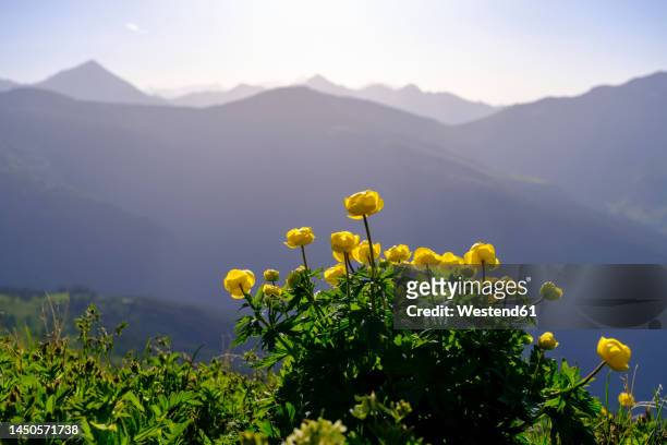 austria, salzburg, globeflowers (trollius europaeus) blooming in hohe tauern range - globe flower stock pictures, royalty-free photos & images