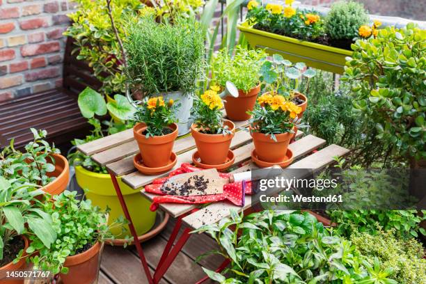 herbs cultivated in balcony garden - terracotta fotografías e imágenes de stock