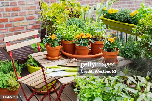 Herbs cultivated in balcony garden