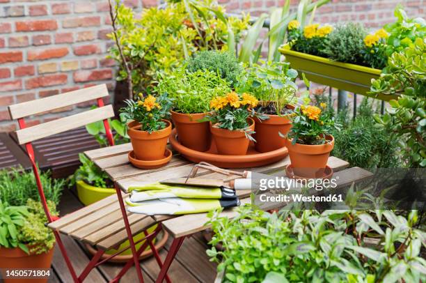 herbs cultivated in balcony garden - potted flowers stock pictures, royalty-free photos & images