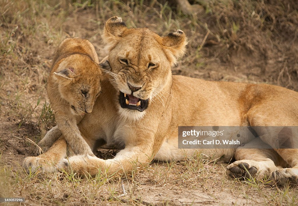 Mother Lion plays with her cub on Masai Mara.