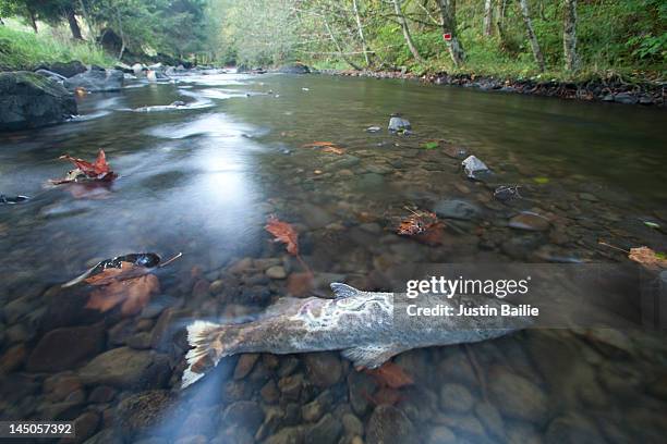 coho salmon carcass in small coastal oregon river. - coho salmon stock pictures, royalty-free photos & images