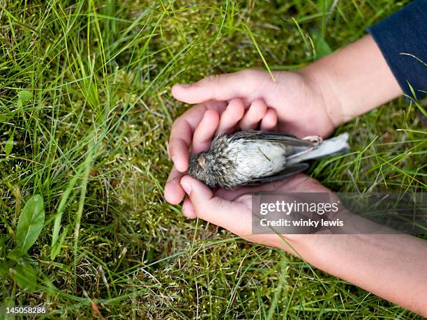 a boy cradles a dead bird - of dead birds imagens e fotografias de stock