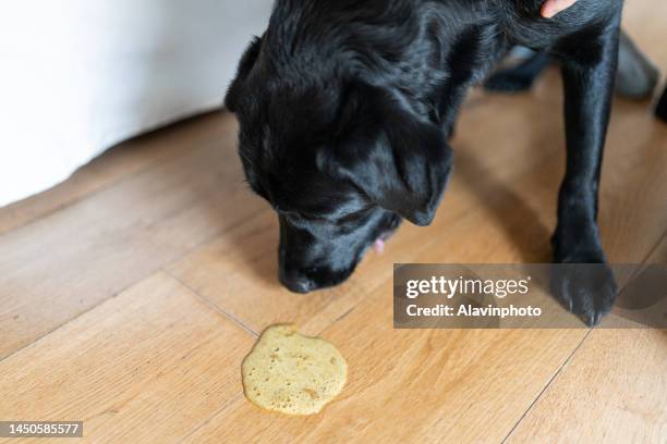 dog vomiting on the floor of his house. sick dog. - erbrechen stock-fotos und bilder