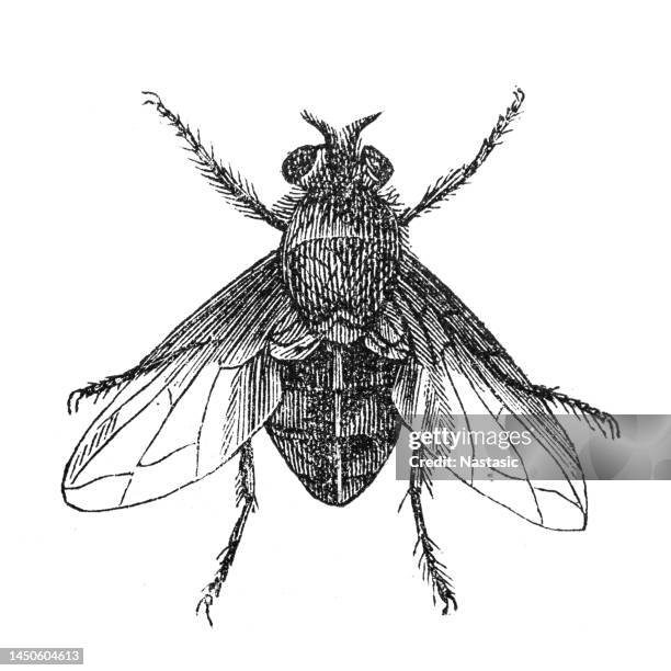 the calliphoridae (commonly known as blow flies, blow-flies, carrion flies, bluebottles, greenbottles, or cluster flies) - fly insect stock illustrations