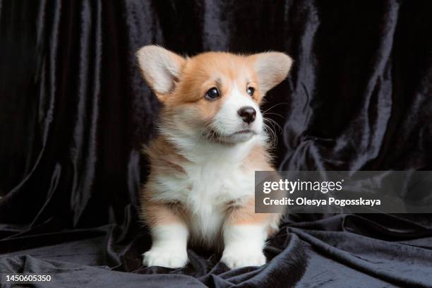baby puppy welsh corgi on a black background - pembroke welsh corgi puppy foto e immagini stock
