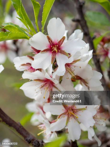 fresh white almond blossom on branch of tree - almond branch fotografías e imágenes de stock