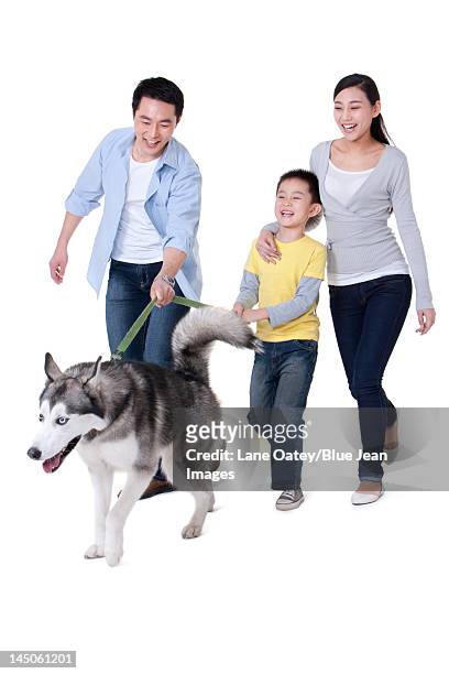family playing with a husky dog - couple walk white background stock pictures, royalty-free photos & images