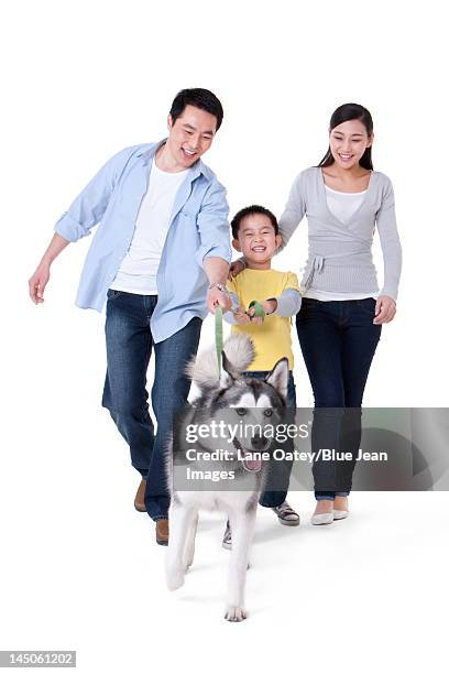 family playing with a husky dog - couple walk white background stock pictures, royalty-free photos & images