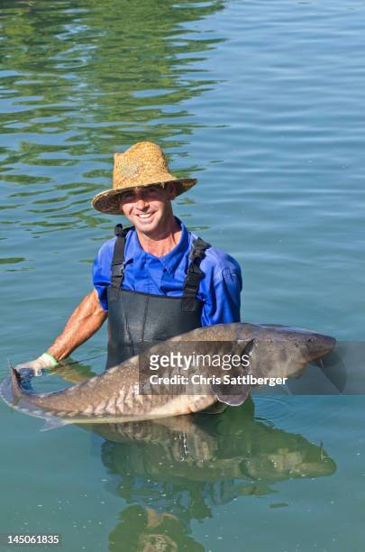 hispanic man holding large sturgeon - sturgeon fish stock pictures, royalty-free photos & images