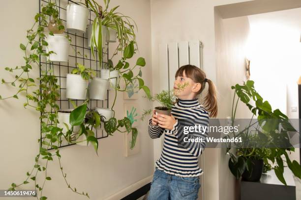 girl hanging plant on wall at home - flower basket stock pictures, royalty-free photos & images