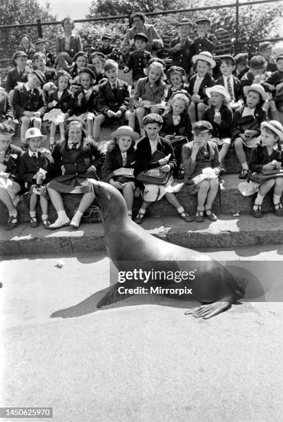 Sea-Lion with his keeper performing for schoolchildren at London Zoo. May 1952.